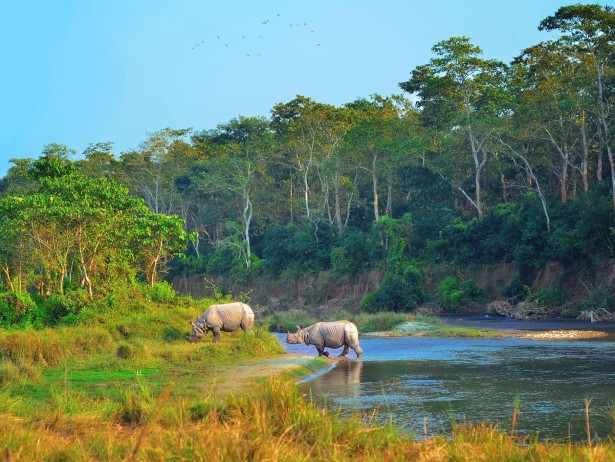 Nepal Wildlife & Jungle  Safari Tour